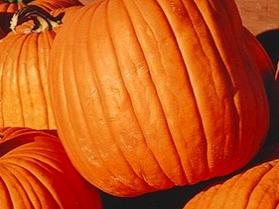 800px pumpkins