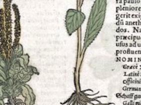 dioscoridesherbalwellcome
