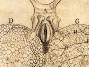 malpighi