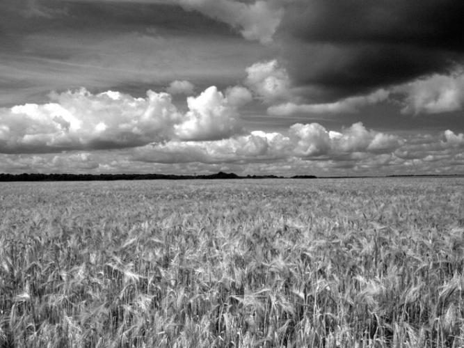picardycorncountry1