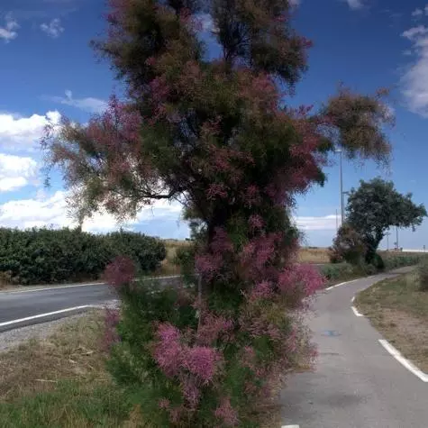 frontignanplant
