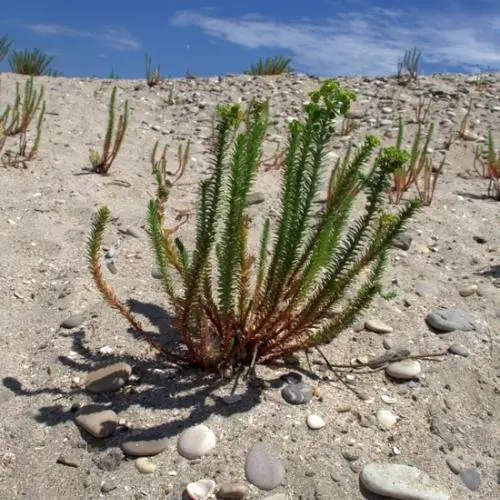 mediterraneanflora