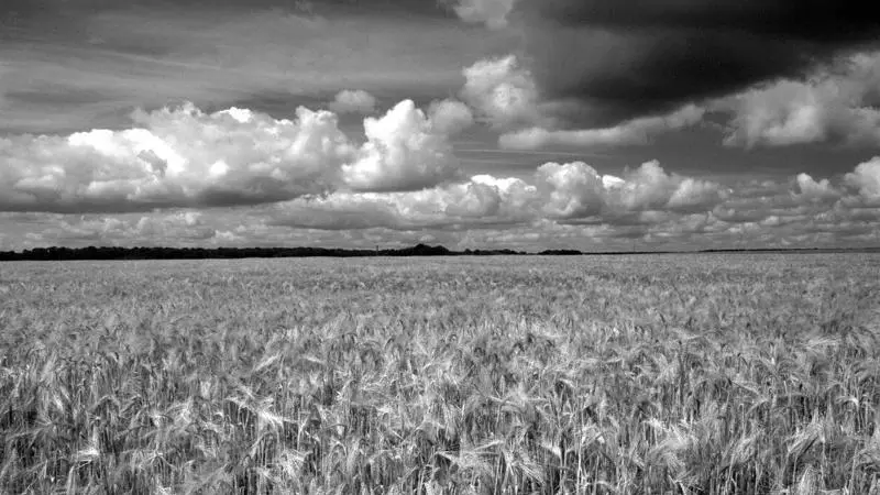 picardycorncountry1