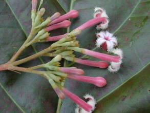 cinchona pubescens01