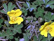 cinquefoil