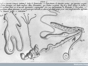 molluscanatomy